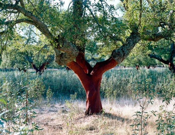 Sierra-de-Sant-Pedro-(8)